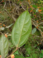 Ficus parietalis