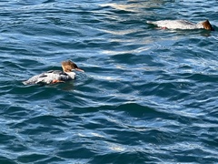 Mergus merganser