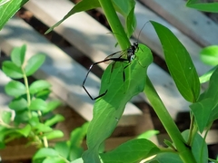 Pelecinus polyturator
