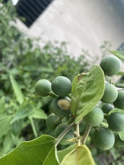 Arvelius albopunctatus