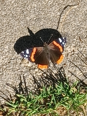 Vanessa atalanta