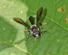 Trypoxylon lactitarse