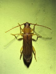 Smodicum cucujiforme