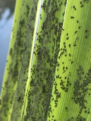 Rhopalosiphina