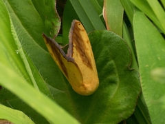 Xanthodes intersepta