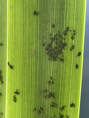 Rhopalosiphina