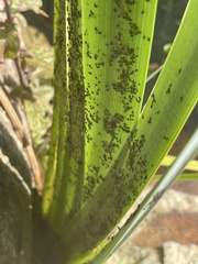 Rhopalosiphina
