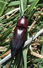 Parallelostethus attenuatus