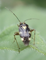 Liocoris tripustulatus