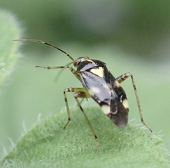 Liocoris tripustulatus