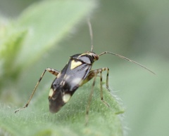 Liocoris tripustulatus