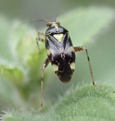 Liocoris tripustulatus