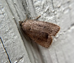 Amphipyra glabella