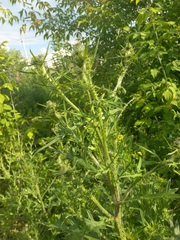 Cirsium vulgare
