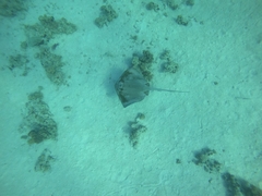 Pastinachus sephen