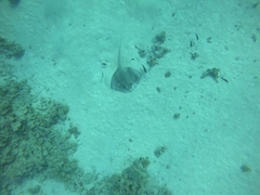 Pastinachus sephen