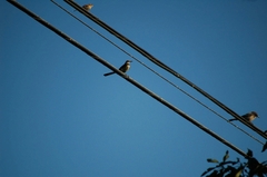 Mimus polyglottos