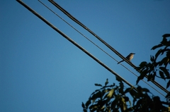 Mimus polyglottos