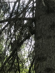 Tamiasciurus hudsonicus