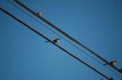 Mimus polyglottos