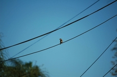 Passer domesticus