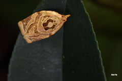 Adoxophyes privatana