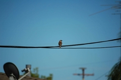 Passer domesticus