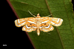 Cymoriza