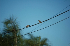 Passer domesticus