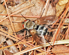 Microphthalma disjuncta