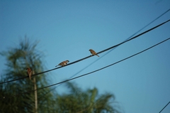 Passer domesticus