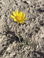 Thelesperma subnudum