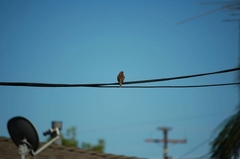 Passer domesticus