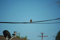 Passer domesticus