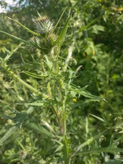 Cirsium vulgare