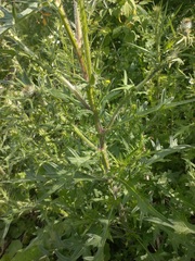 Cirsium vulgare