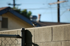 Passer domesticus