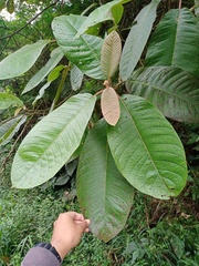 Saurauia bracteosa