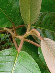 Saurauia bracteosa
