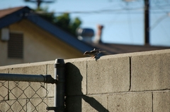 Passer domesticus