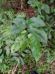 Ficus asperiuscula