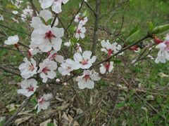 Prunus tomentosa