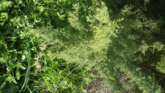 Artemisia afra