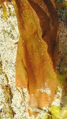 Saccorhiza polyschides