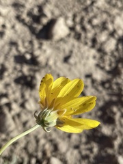 Thelesperma subnudum