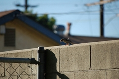 Passer domesticus