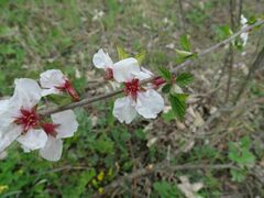 Prunus tomentosa