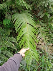 Pneumatopteris callosa