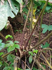 Pneumatopteris callosa