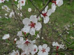 Prunus tomentosa